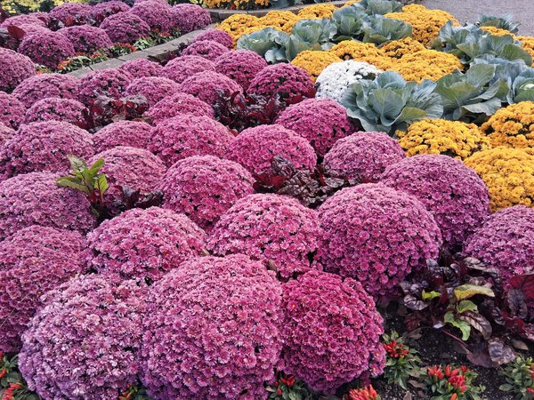 Un déménagement fragile pendant la pandémie : comment faire?